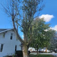 Tree Removal Hoagland 1